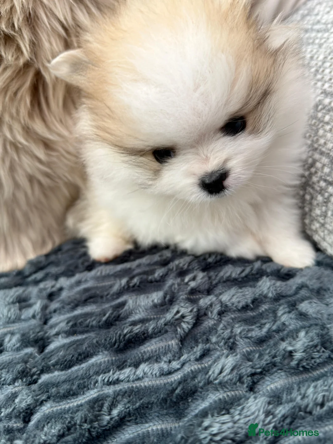 Pomeranian dogs for sale: Pomeranian  - Advert 2