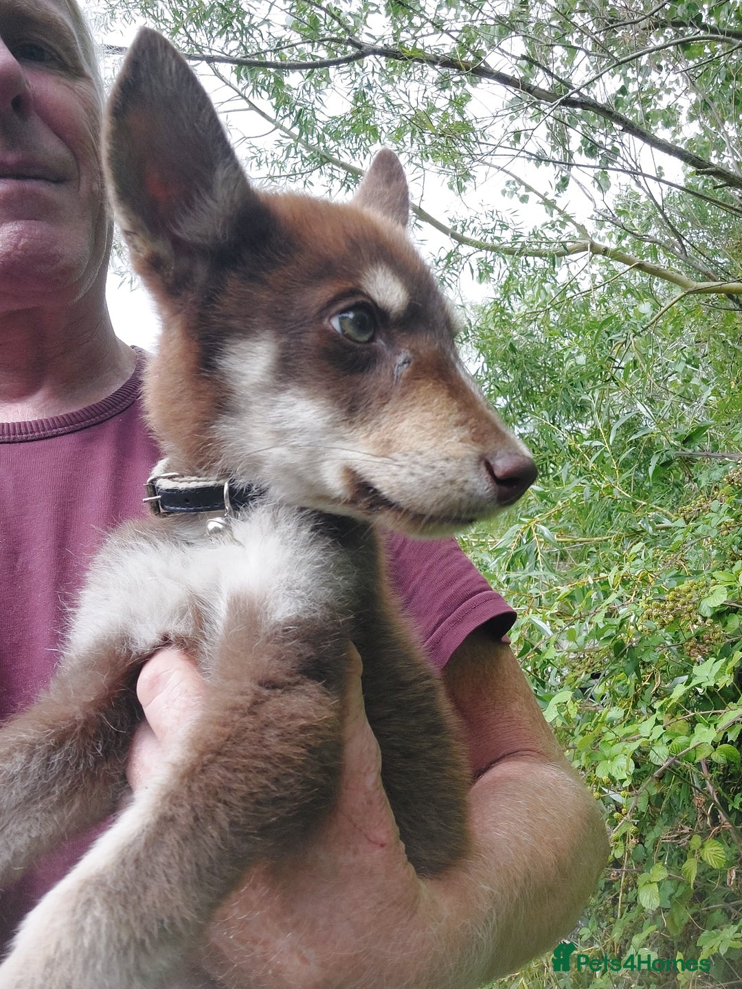 Mixed Breed dogs for sale: Husky Labrador cross puppies  - Image 2
