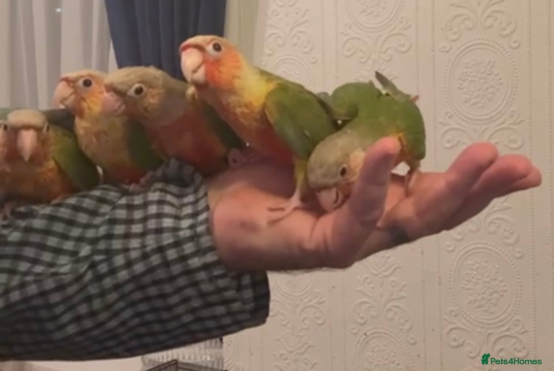 Conures birds for sale: Hand reared baby conures - Advert 4