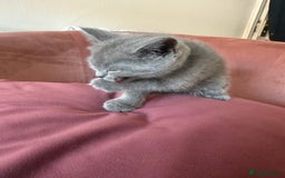 British Shorthair cats for sale: British Shorthair Kittens, 5 weeks free Insurance - Image 5