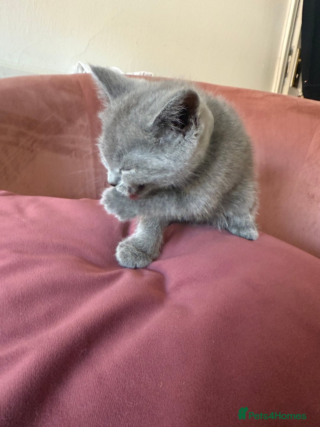 British Shorthair cats for sale: British Shorthair Kittens, 5 weeks free Insurance - Image 5