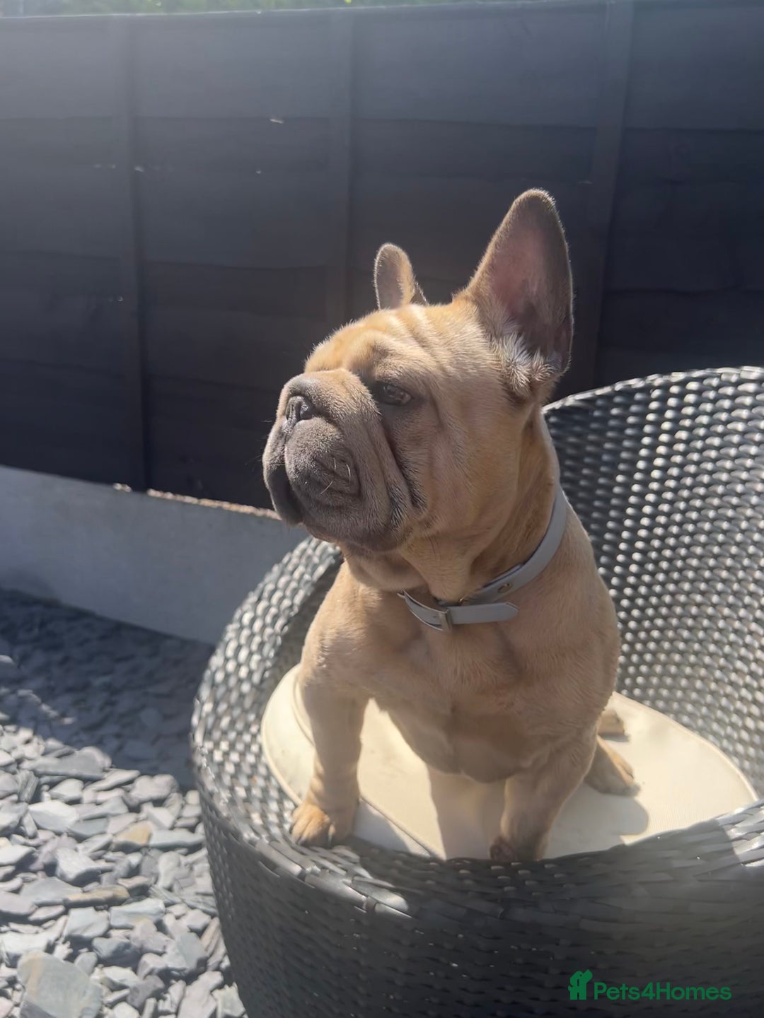 French Bulldog dogs for stud:  ** Rope Fawn French Bulldog - Advert 3