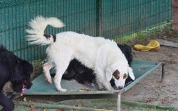 English Setter dogs for adoption: Pumuki  - Image 2