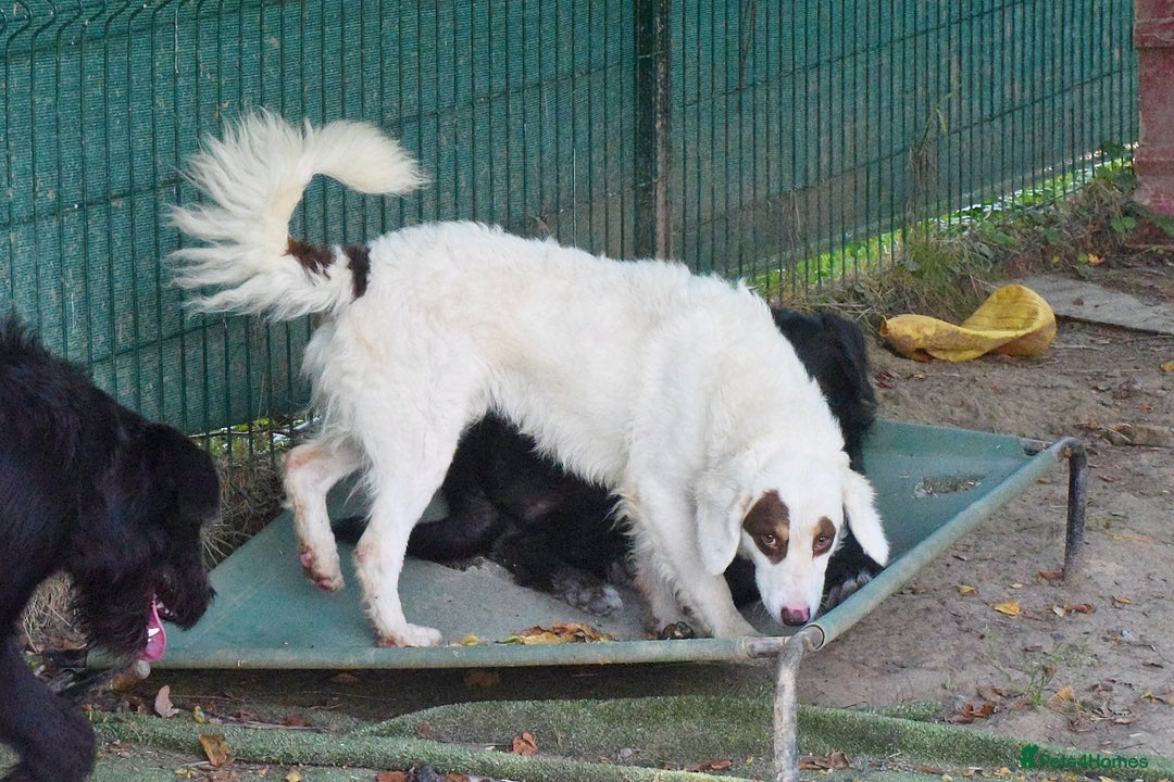 English Setter dogs for adoption: Pumuki  - Image 2