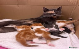British Shorthair cats for sale: Chunky Kittens half BSH  - Image 2