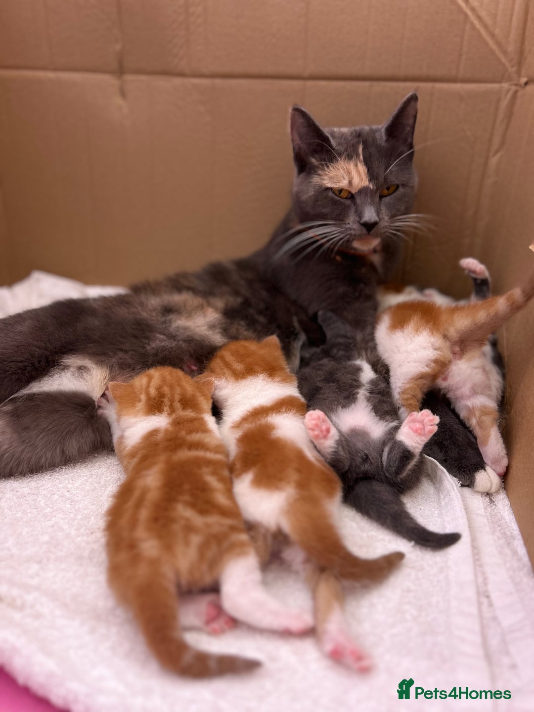 British Shorthair cats for sale: Chunky Kittens half BSH  - Image 2