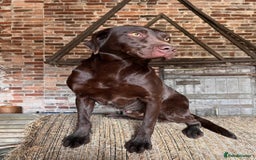 Labrador Retriever dogs for sale: Adorable Labrador Retriever Puppies  - Image 17