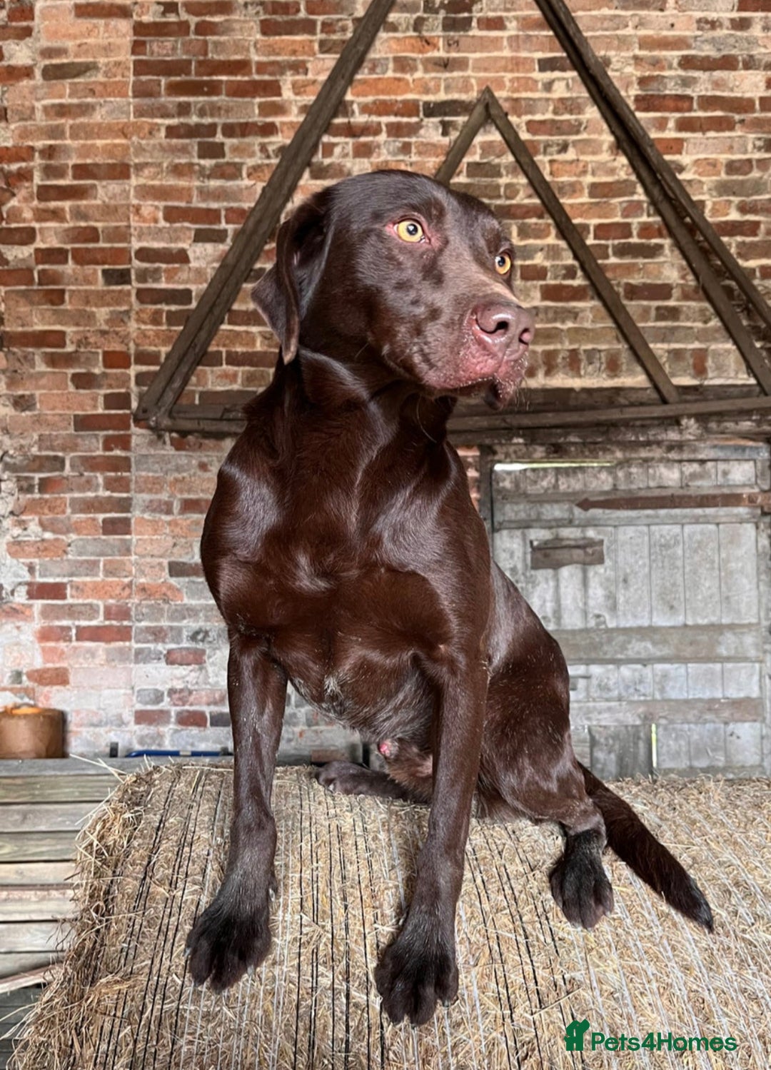 Labrador Retriever dogs for sale: Adorable Labrador Retriever Puppies  - Image 17