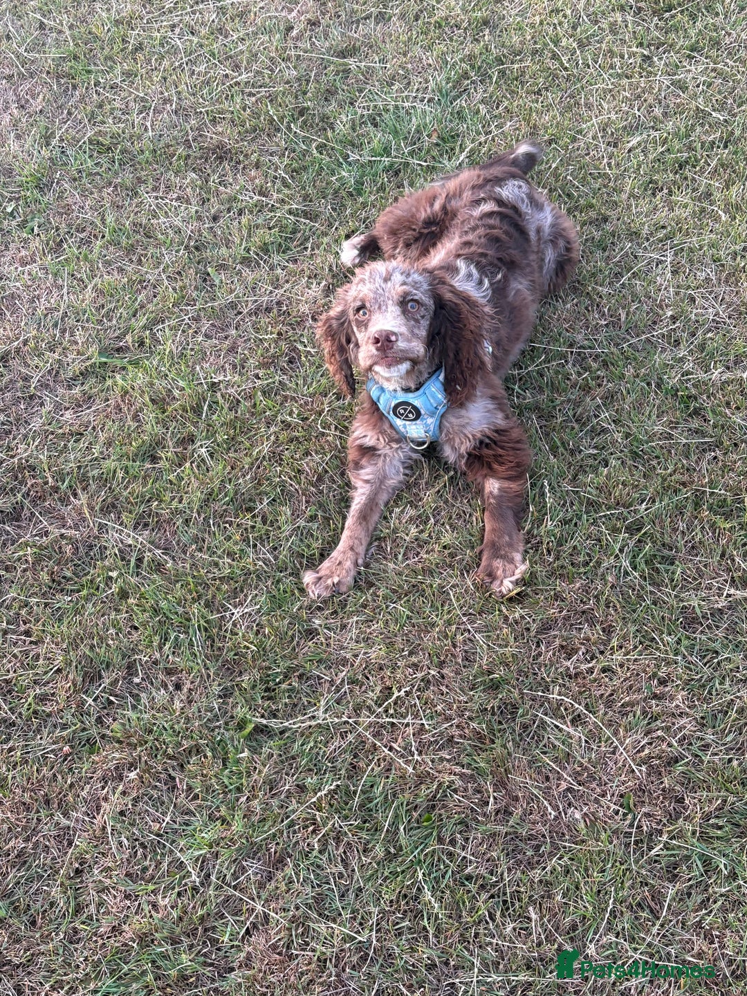 Cocker Spaniel dogs for sale: Merle male Cocker  - Image 5