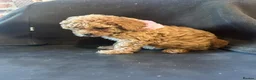 Miniature Poodle dogs for sale: ADORABLE MINIATURE POODLE PUPPIES 3 GIRLS & 1 BOY  - Advert 9
