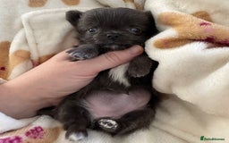 Chihuahua dogs for sale: Long coat Chihuahua puppies - Image 20