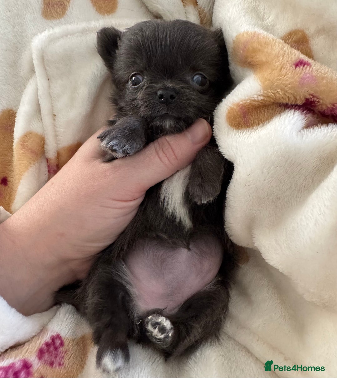 Chihuahua dogs for sale: Long coat Chihuahua puppies - Image 20