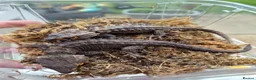 Leopard Gecko reptiles for sale: Various leopard geckos - Advert 10