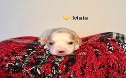 Cavapoochon dogs for sale: ✨Ruby & Blenheim Cavapoochons ❤️🐾 - Image 10