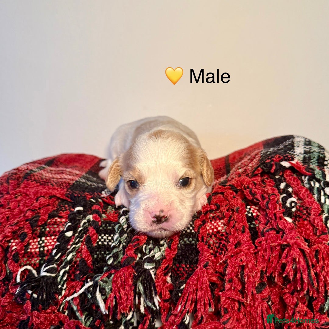 Cavapoochon dogs for sale: ✨Ruby & Blenheim Cavapoochons ❤️🐾 - Image 10