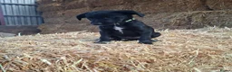 Borador dogs for sale: Labrador x Border Collie Pups for Sale - Advert 13