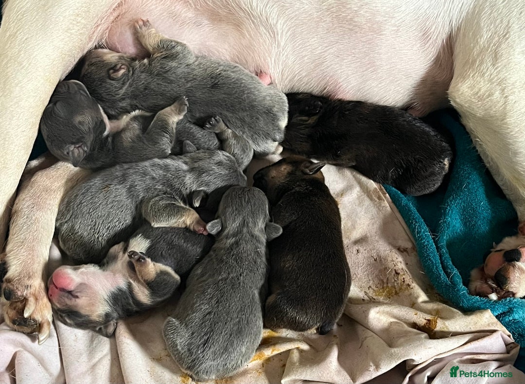 Mixed Breed dogs for sale: Puppies for sale  - Image 5