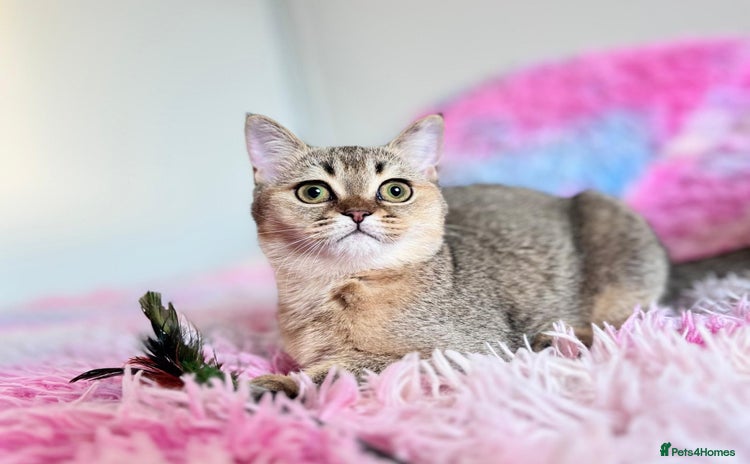 Scottish Fold cats - Advert 2