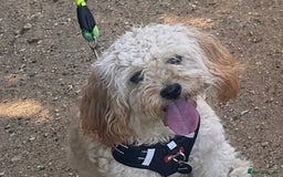 Cockapoo dogs for sale: 9 month old cockapoo  - Image 4