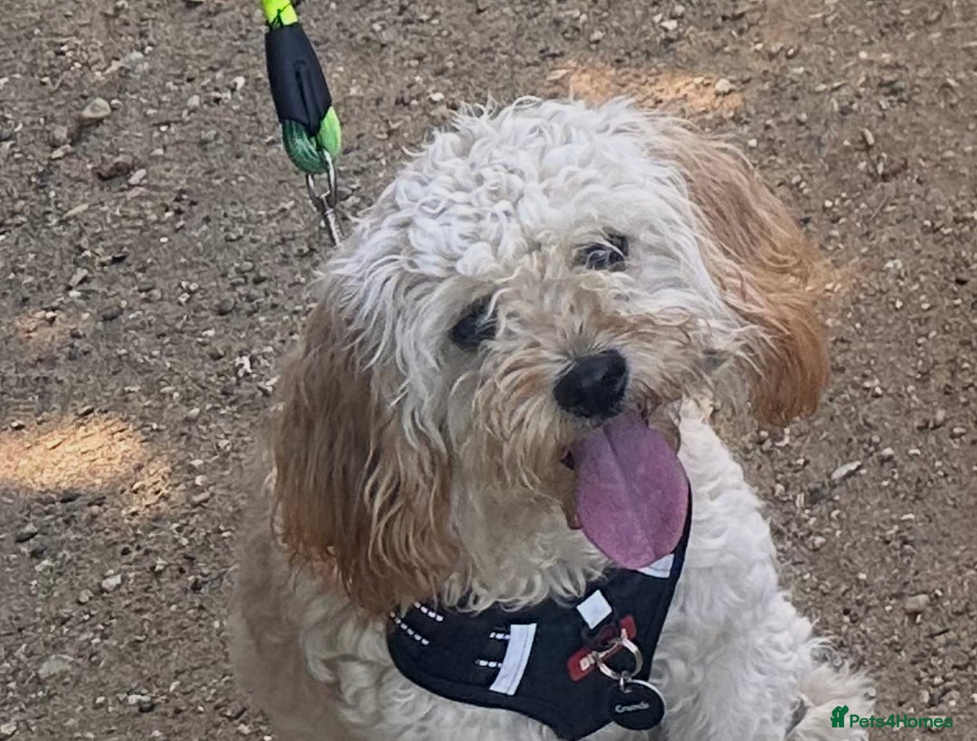 Cockapoo dogs for sale: 9 month old cockapoo  - Image 4