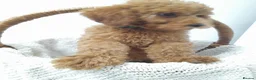 Miniature Poodle dogs for sale: Last 2 boys left miniature poodle puppies - Advert 15