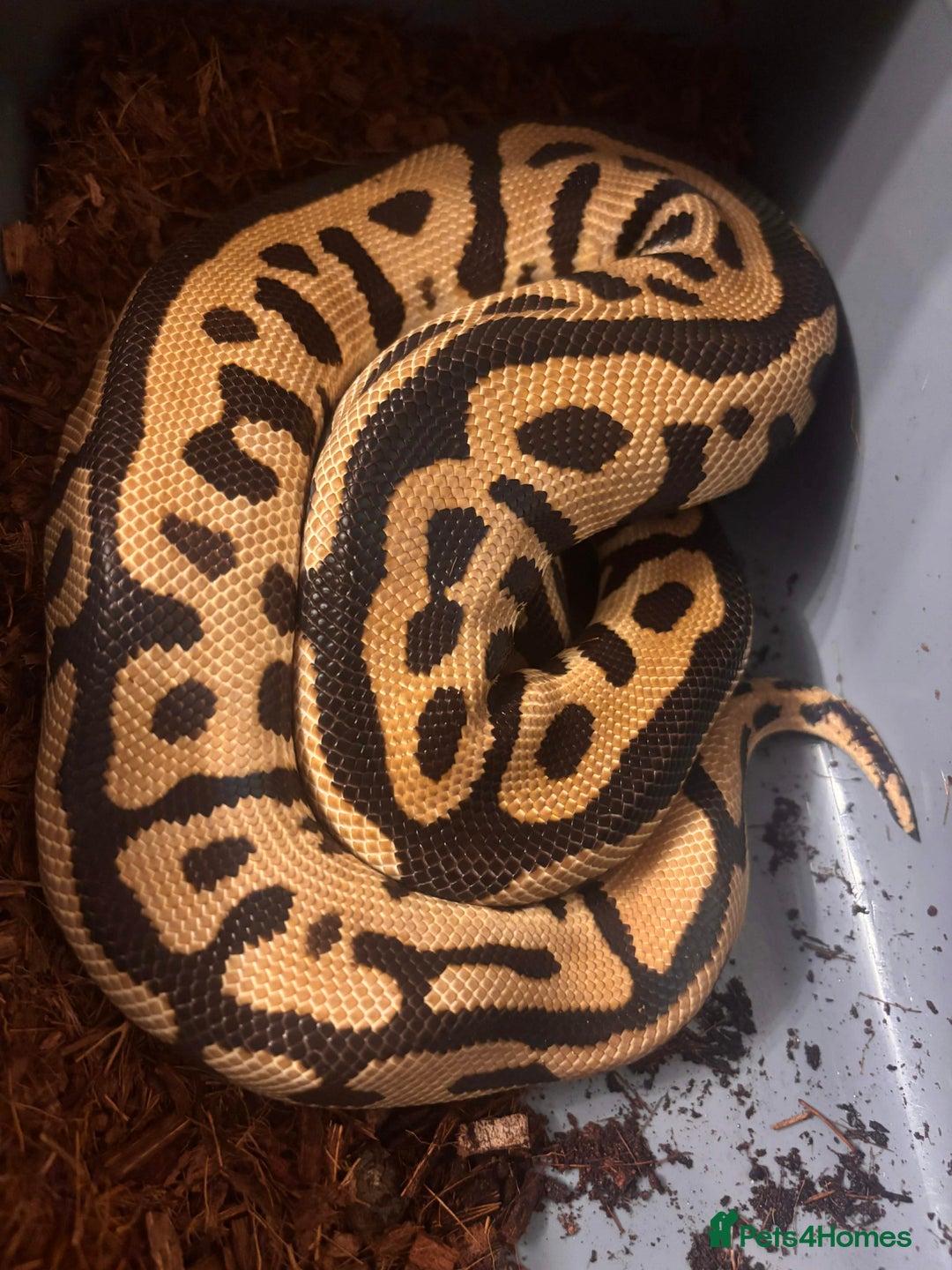 Python Snake reptiles for sale: Captive Bred Ball Pythons – Dundee - Advert 6
