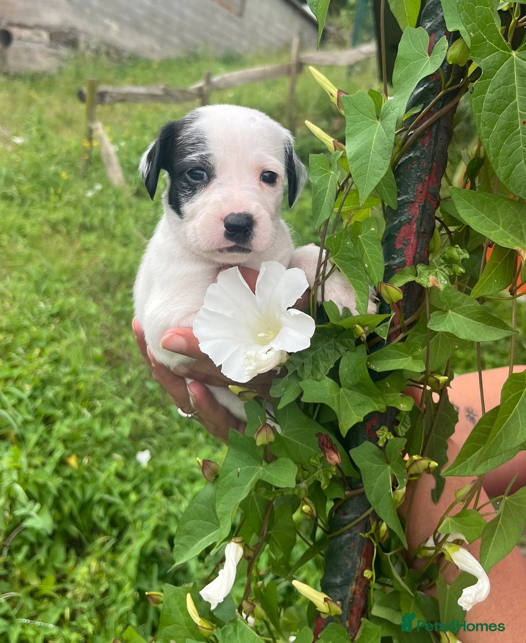 English Setter dogs for adoption: Setter x Pups (Rina's Puppies) - Image 27