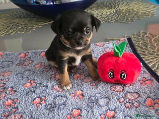 Chihuahua dogs - Advert 3