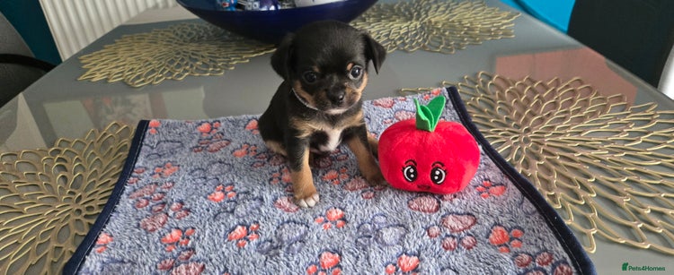 Chihuahua dogs - Advert 4