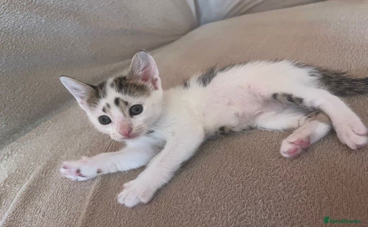 Domestic Shorthair cats - Advert 8