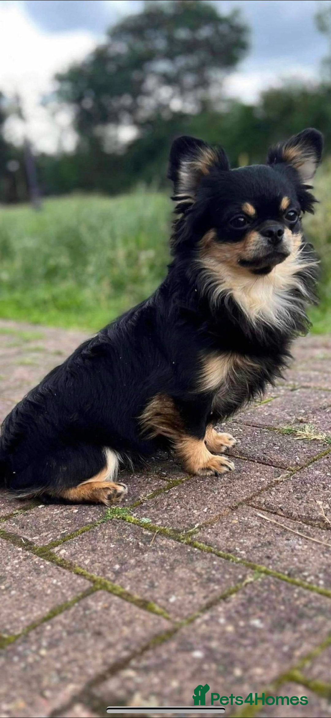 Chihuahua dogs for sale: black and tan chihuahua boy - Advert 2