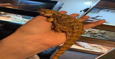 Dragon reptiles Rankin dragon  - Advert 14