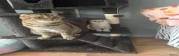 Scottish Fold cats for sale: Adorable Scottish Fold Girl Kitten 8 weeks old E18 - Advert 13