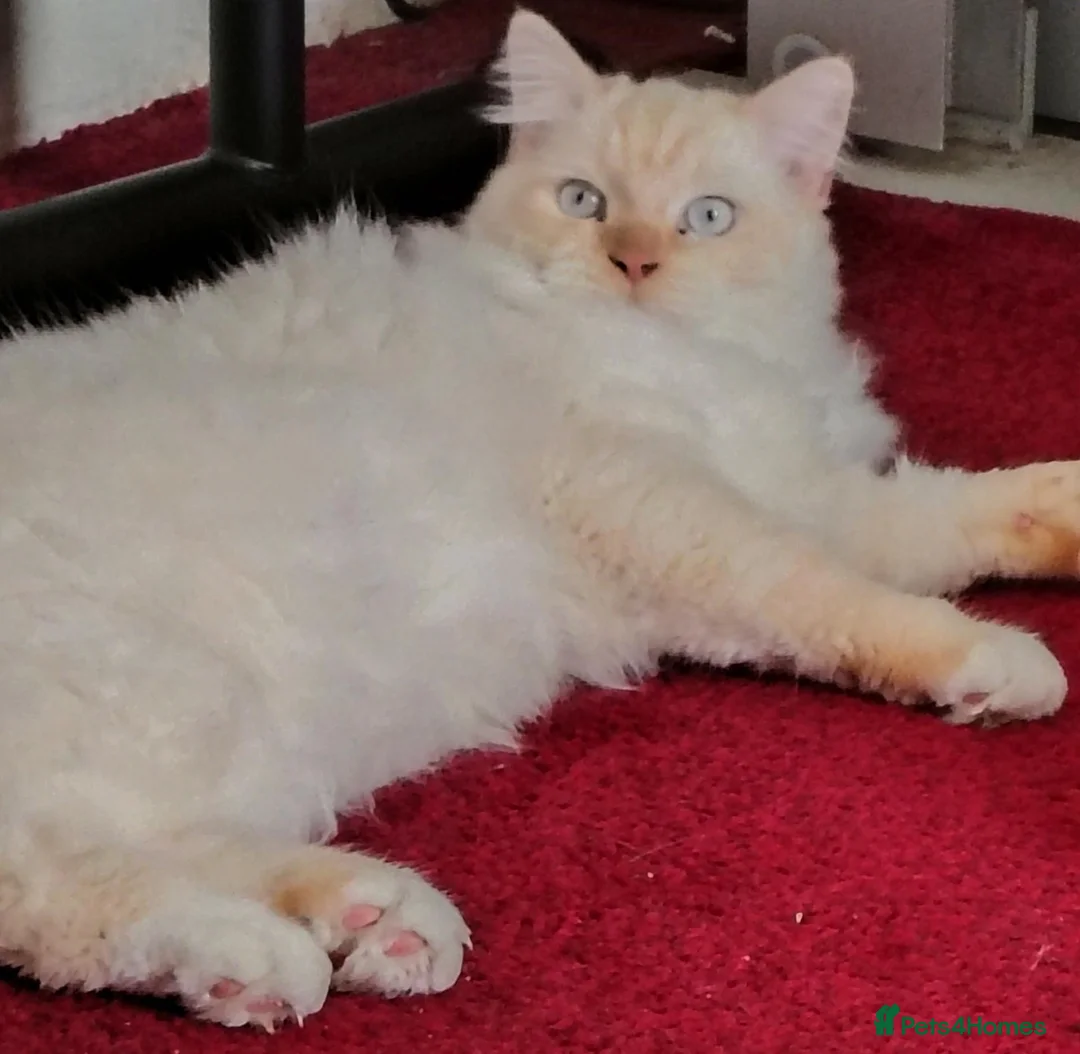 Ragdoll cats for sale: Ollie the Ragdoll Cat needs a new home - Advert 2