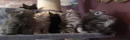 Maine Coon cats for sale: TICA reg HEALTH CHECKED Maine Coons - Advert 6