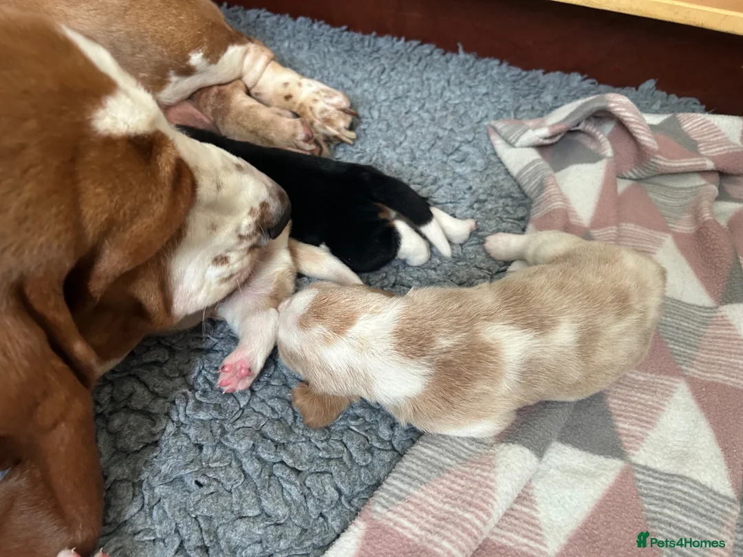 Basset Hound dogs for sale: KC Registered Basset Hound Puppy - Red & White Boy - Advert 5