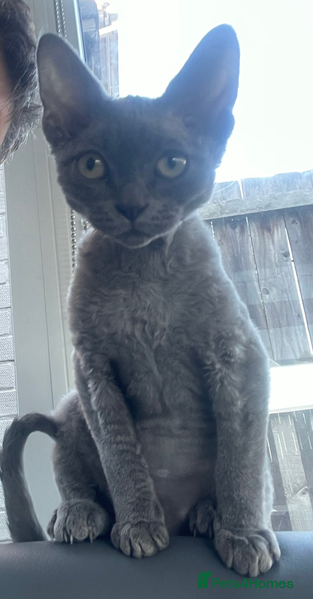 Devon Rex cats for sale: Pedigree Blue Devon Rex – 14wk Affectionate Boy - Image 7
