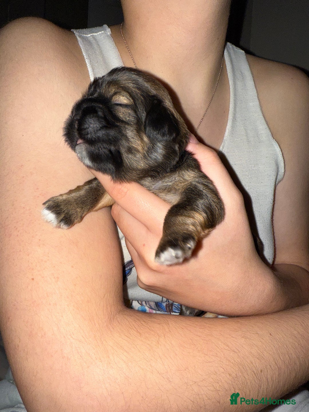 Shih Tzu dogs for sale: Family-Raised Shih Tzu Pups Looking 4 Loving Homes - Image 2