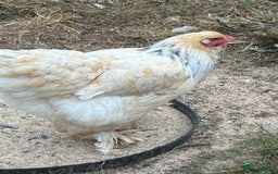 Chickens poultry for sale: Trio Lemon Pyle Brahmas  - Image 1