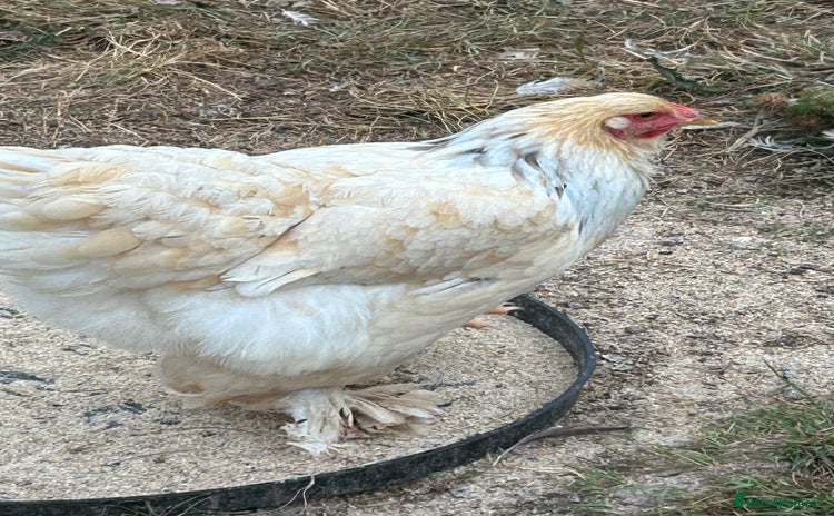 Chickens poultry - Advert 4