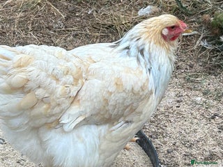 Chickens poultry - Advert 15