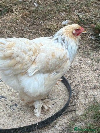 Chickens poultry - Advert 2