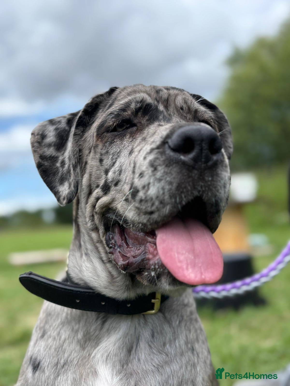 Cane Corso dogs Runa merle corso - Advert 8