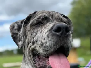 Cane Corso dogs Runa merle corso - Advert 8