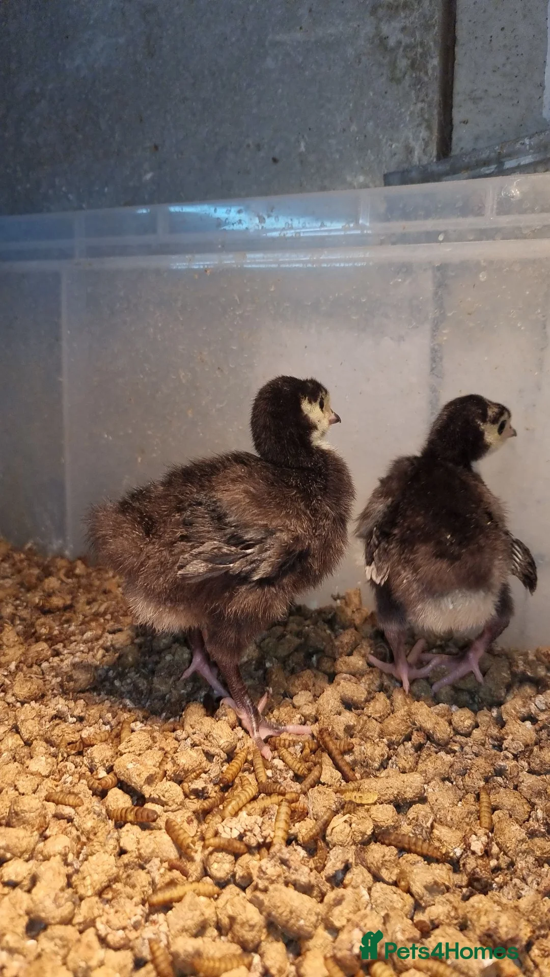 Turkeys poultry for sale: Norfolk Black Turkey Poults - Hatched 17th July - Advert 15