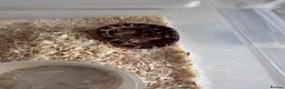 Corn Snake reptiles for sale: Corn snakes cb26 and cb25 available  - Advert 9