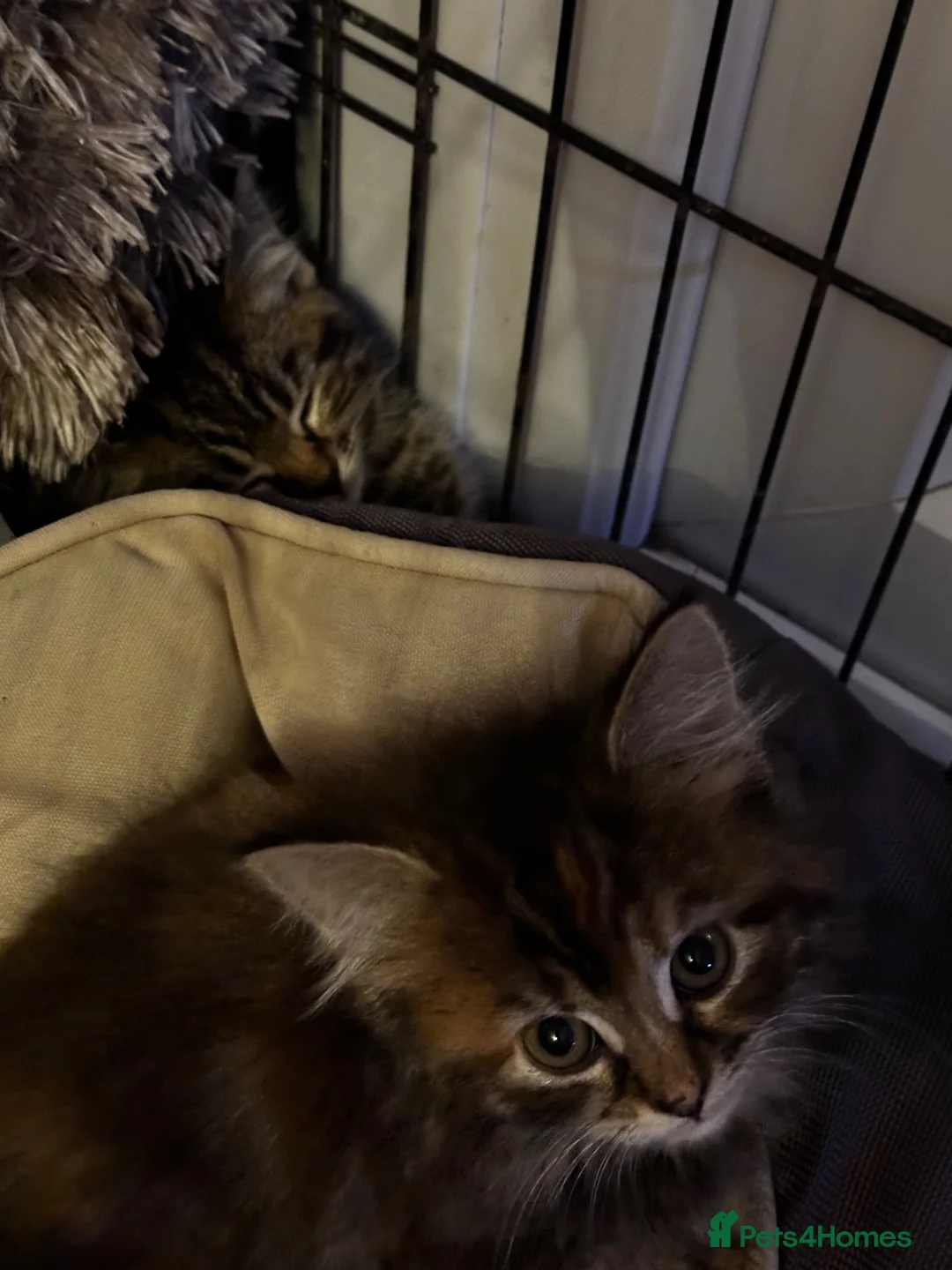 Mixed Breed cats for sale: Stunning kittens ready now - Advert 2