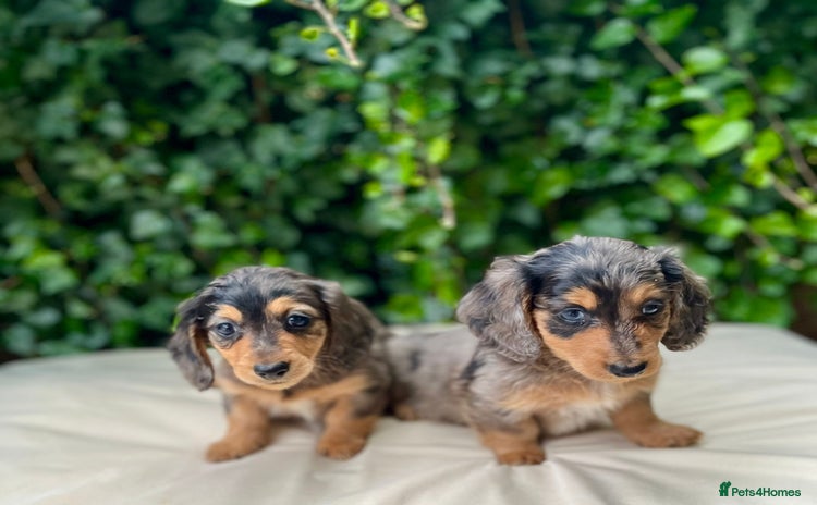 Miniature Dachshund dogs - Advert 1