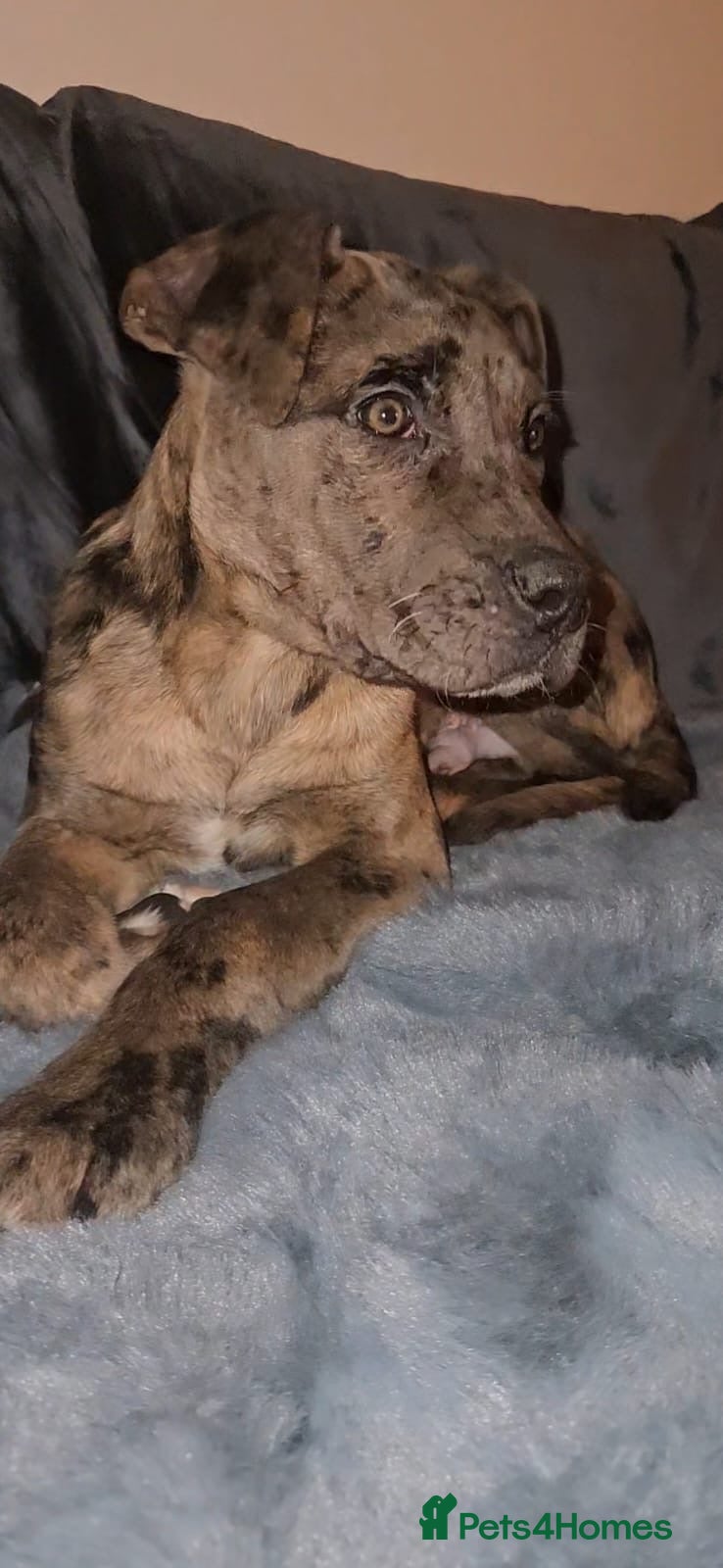 Mixed Breed dogs Cane corso cross Pressa canario puppy - Advert 10