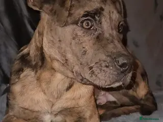 Mixed Breed dogs Cane corso cross Pressa canario puppy - Advert 2